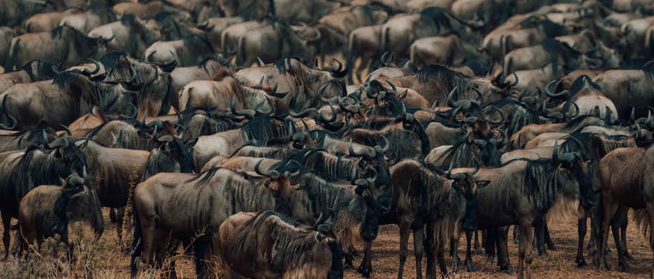Wilderbeest herd at Wilderness Usawa Serengeti