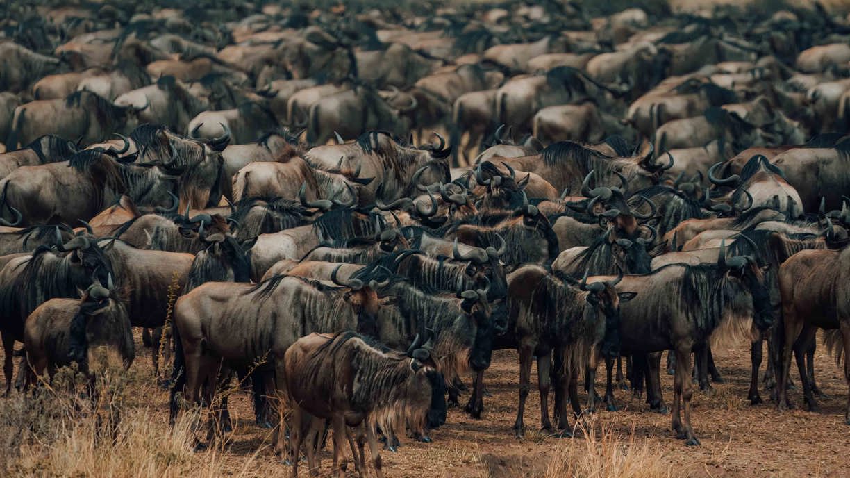 Wilderbeest herd at Wilderness Usawa Serengeti