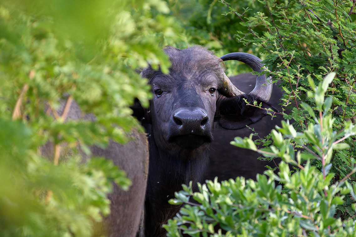 Wilderness Hwange Wildlife Buffalo