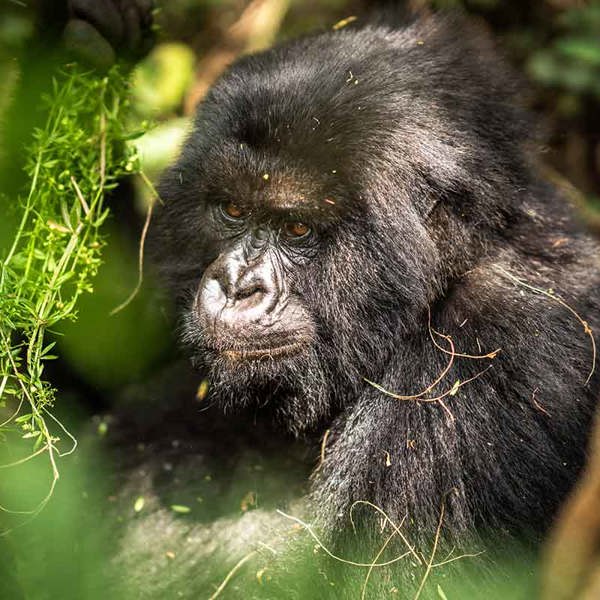 Gorilla trekking safari with Wilderness Rwanda