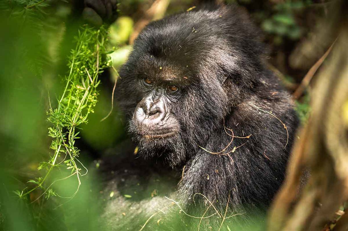 Gorilla trekking safari with Wilderness Rwanda