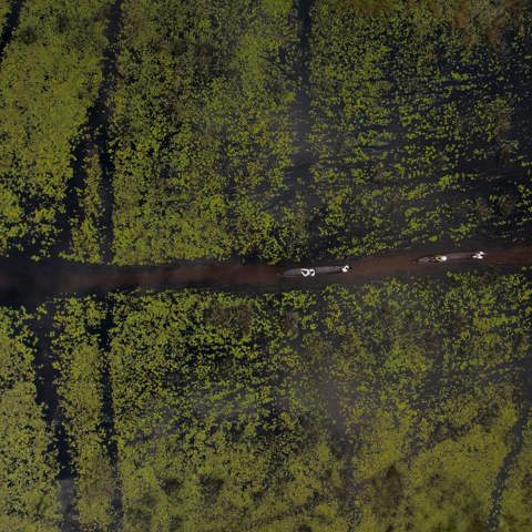 Direct overhead aerial view of two mokoro canoes being poled down a dark channel surrounded by a thick carpet of bright green water lilies near Vumbura, Botswana.