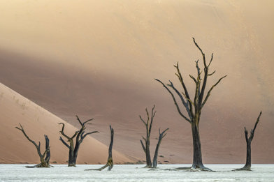 Deadvlei In The Early Morning Light Namibia Sossusvlei