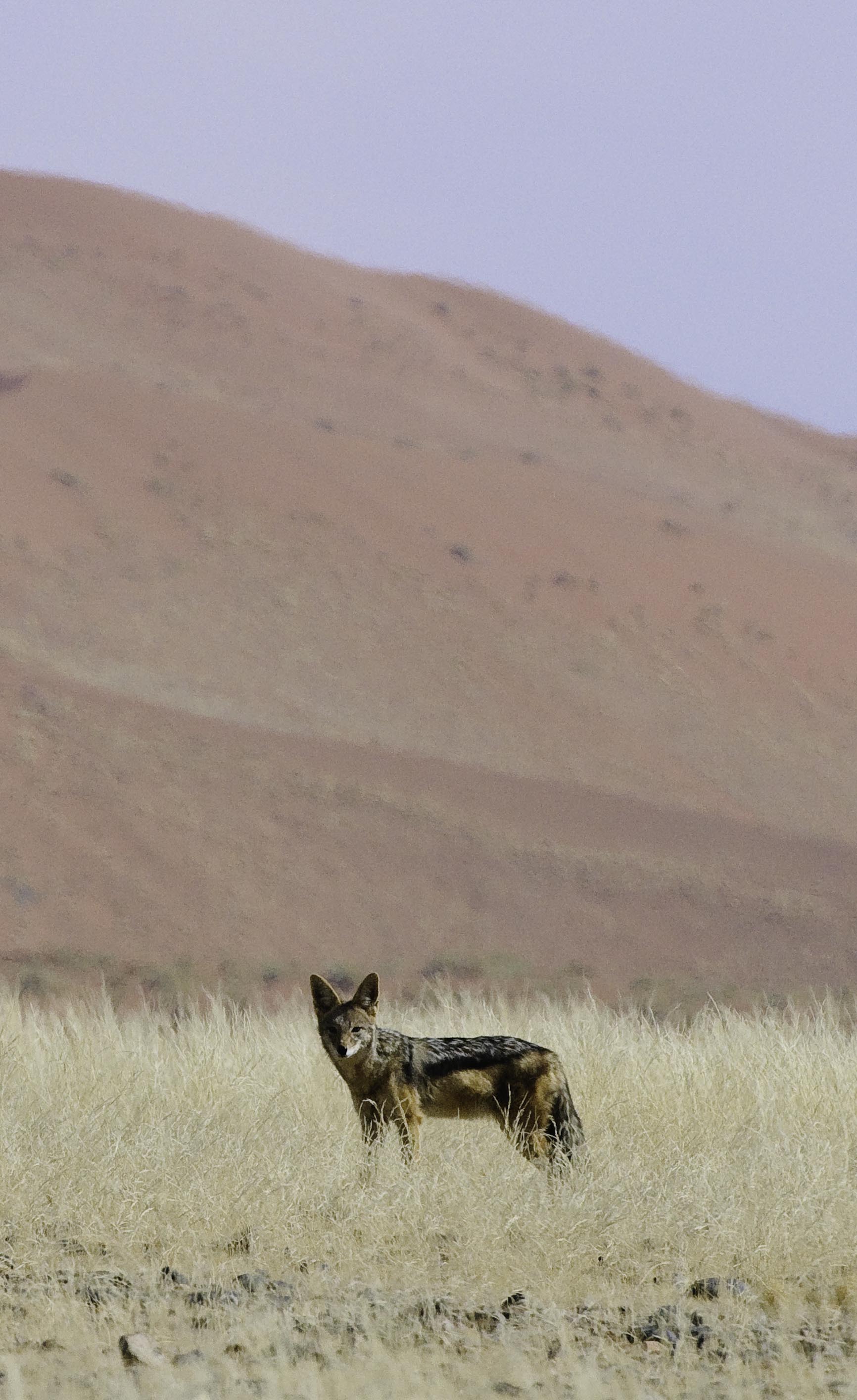 Wilderness Little Kulala Namibia Wildlife Black Backed Jackel
