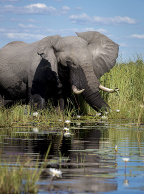 Wilderness Dumatau Botswana Wildlife Elephant