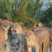 Papyrus pride of lions at Wilderness Shumba Zambia
