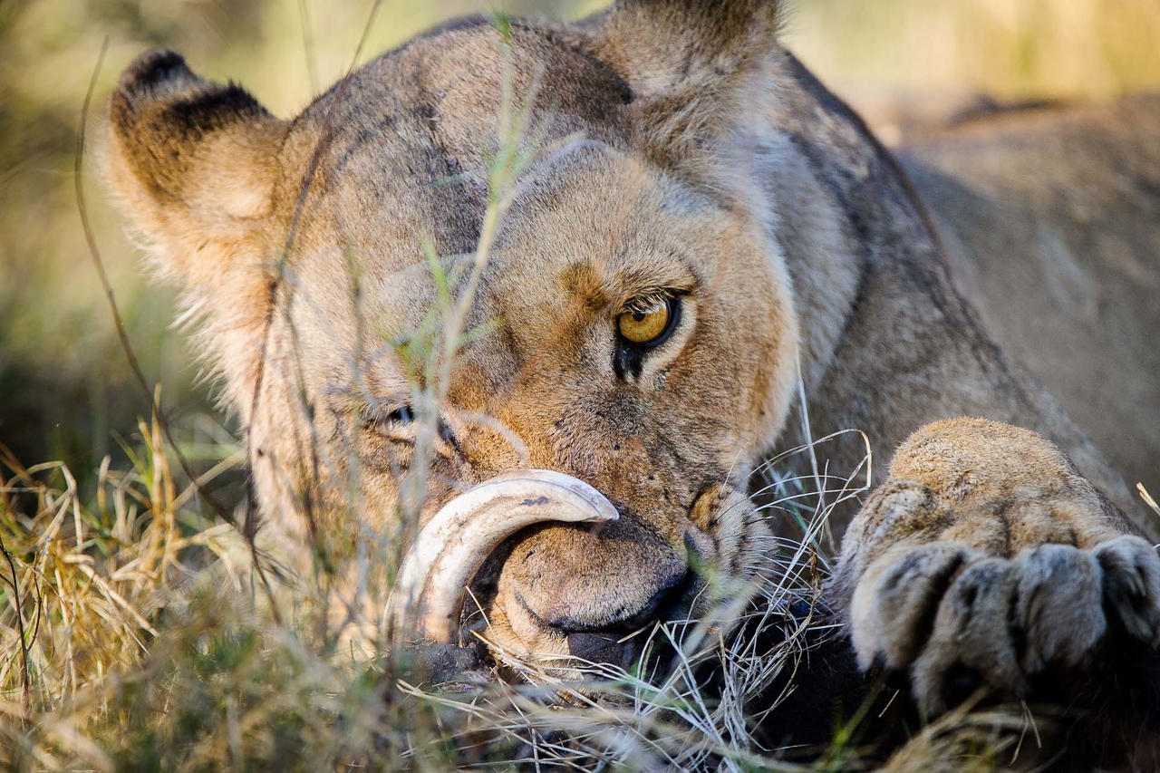 Wilderness Mombo Botswana Gallery Wildlife Lion