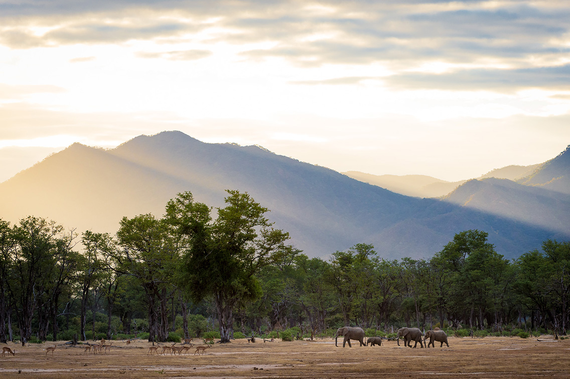 Elephant herd crossing the floodplain at sunset in Mana Pools National Park, Zimbabwe