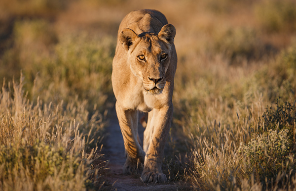 Wilderness Botswana Wildlife Lion Kalahari
