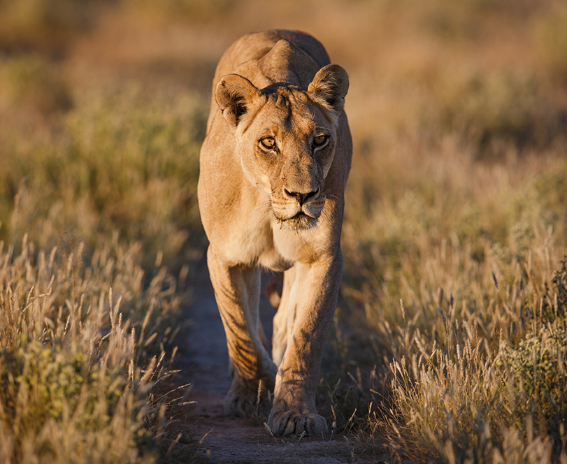 Wilderness Botswana Wildlife Lion Kalahari