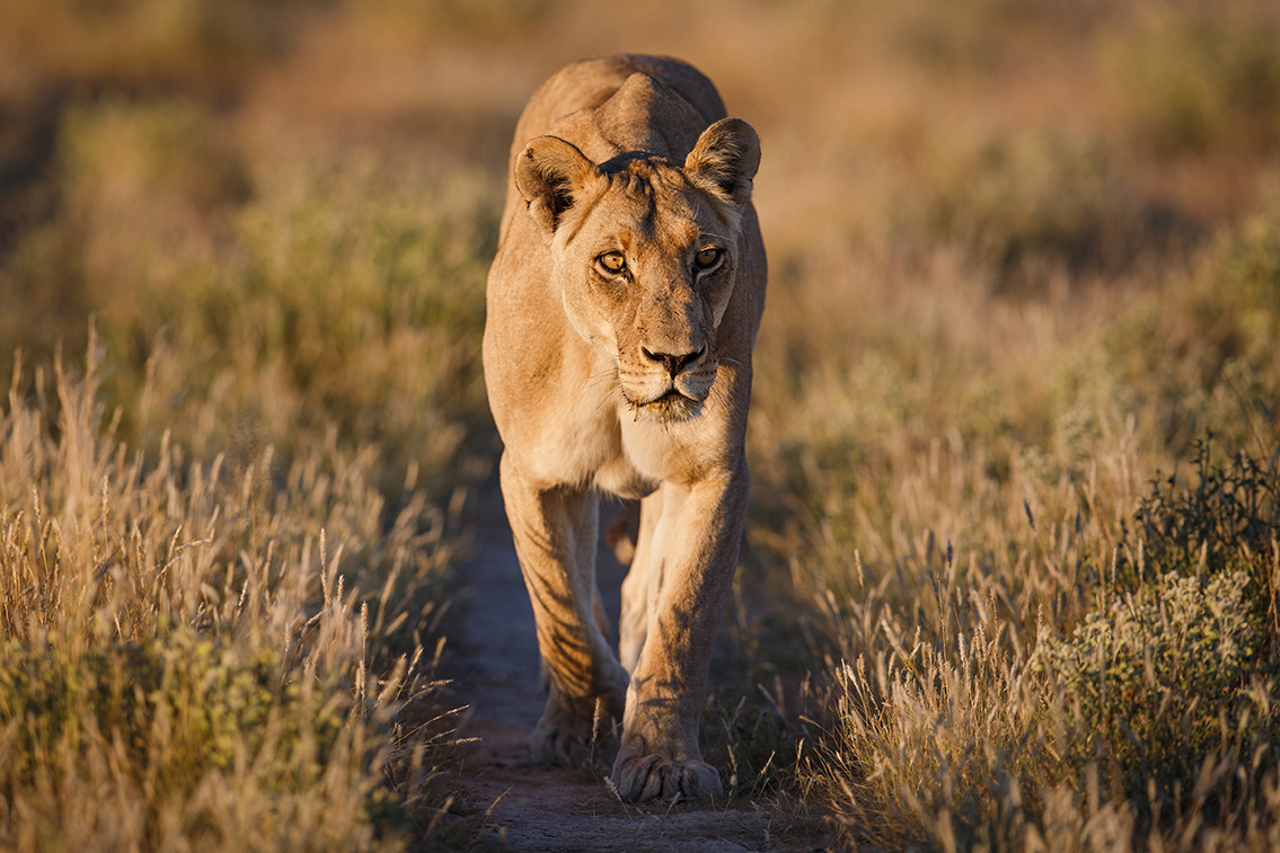 Wilderness Botswana Wildlife Lion Kalahari