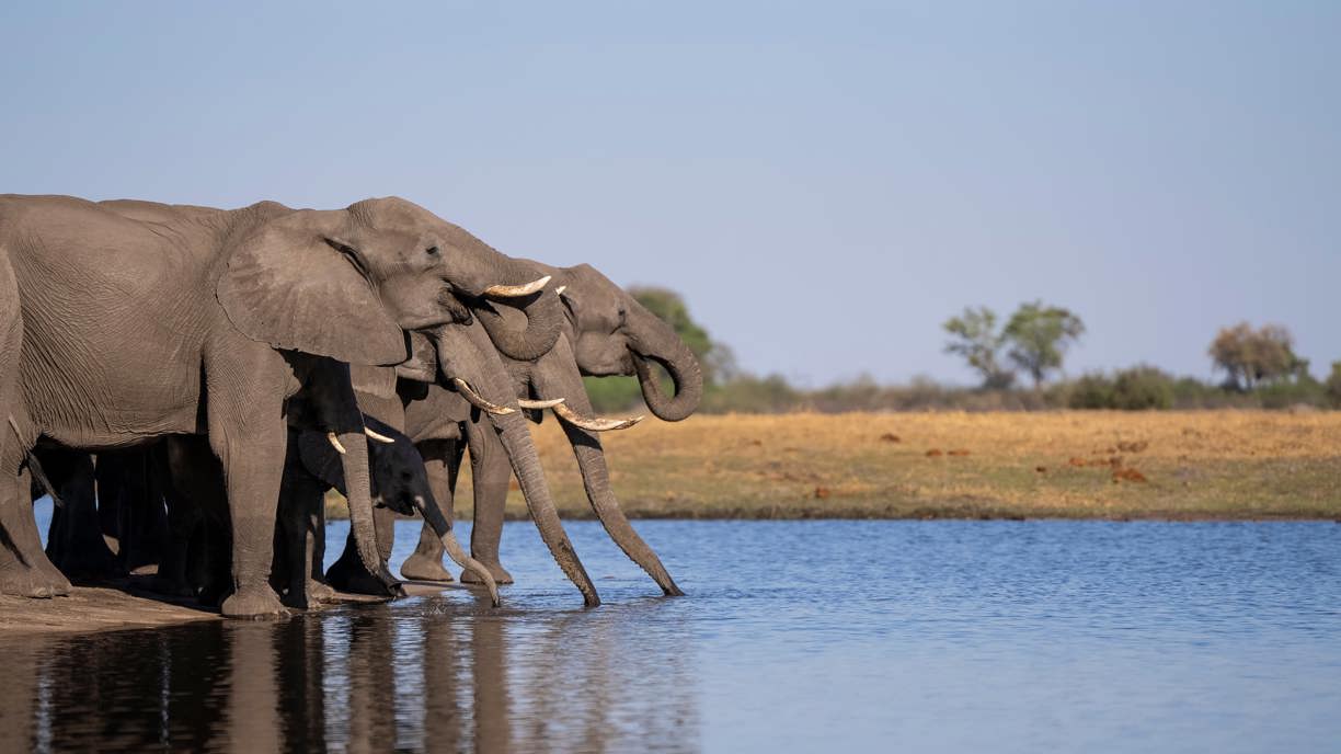 Herd of African elephants drinking at a riverbank in Botswana, highlighting the region’s exceptional elephant density and water-based wildlife encounters