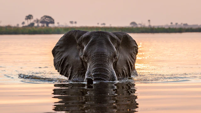 City & Safari: Cape Town to Botswana