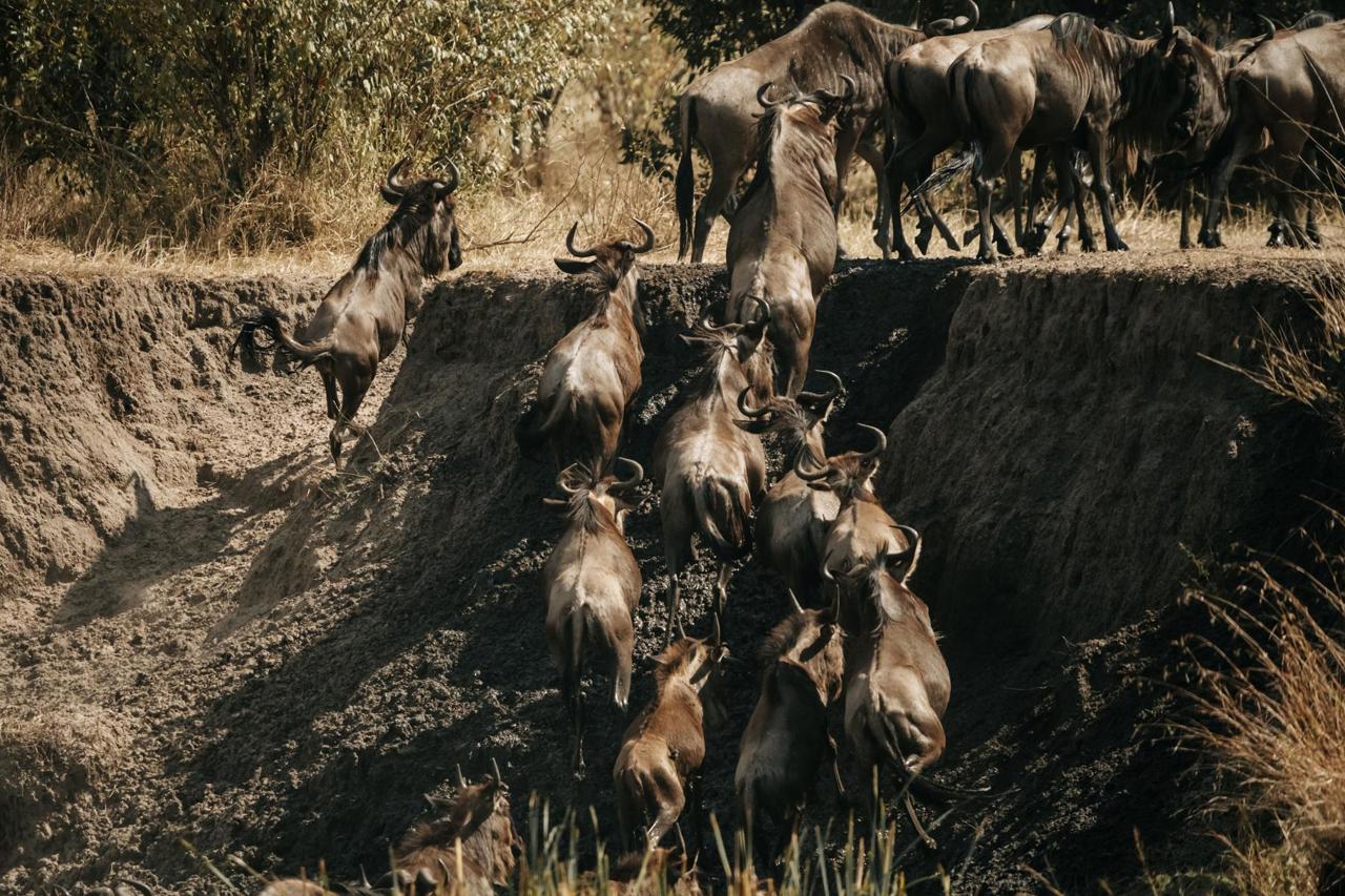 Wildebeest crossing the river during the Great Migration