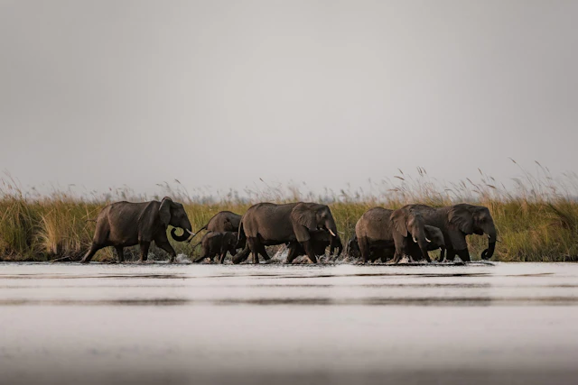 Wildlife Abundance in Botswana & Beach