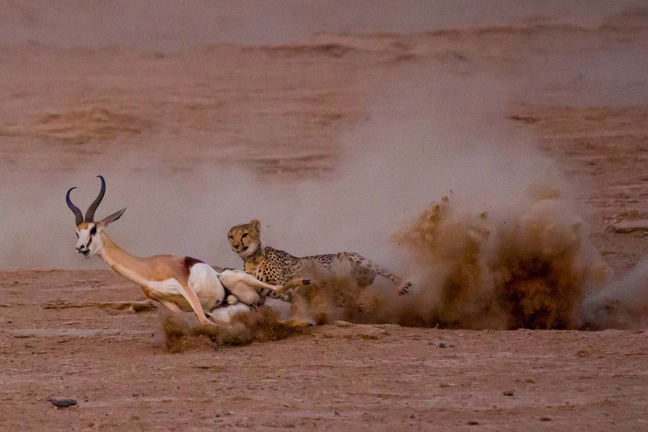 Cheetah in pursuit of a springbok during a hunt