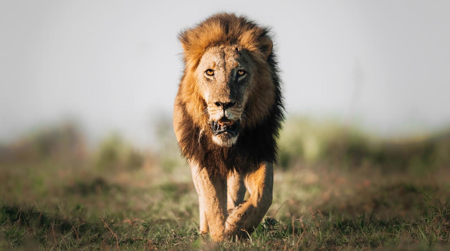 Male lion walking in the wilderness