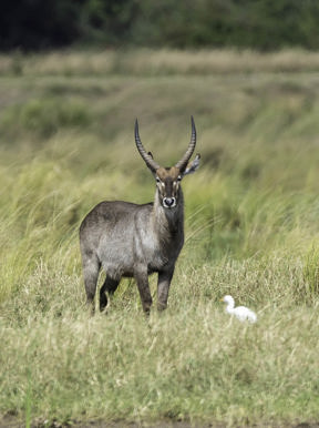 Wilderness Ruckomechi Zimbabwe Wildlife Water Buck