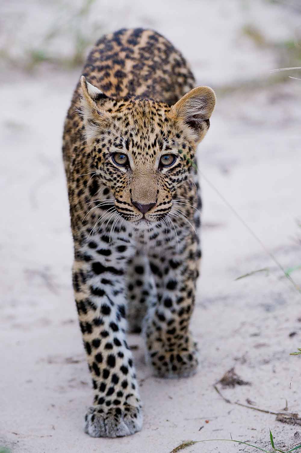 Leopard subadult walking through the Okavango Delta