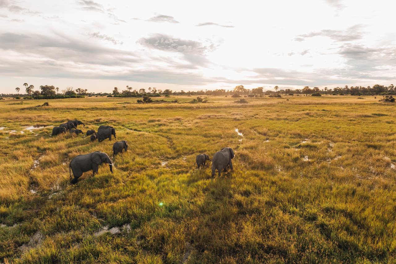 An aerial view of a herd of African elephants, including mothers and calves, walking across a vast, golden-green savanna plain under a bright, cloud-strewn late afternoon sky.