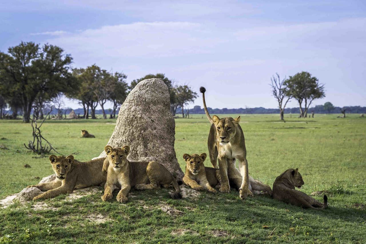 Wilderness Hwange Lion pride Zimbabwe
