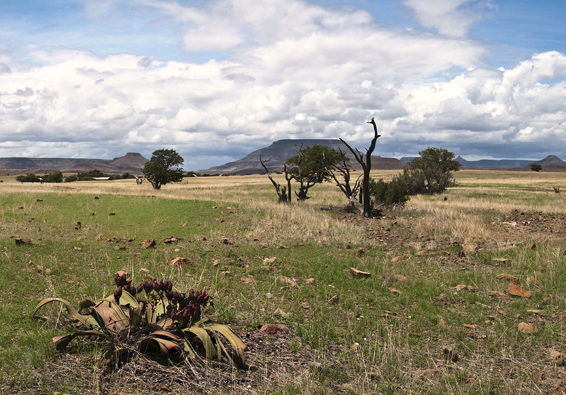 Wilderness Namibia Kunene Landscape Semi Desert