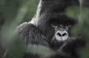 Mountain Gorilla at Wilderness Bisate Rwanda