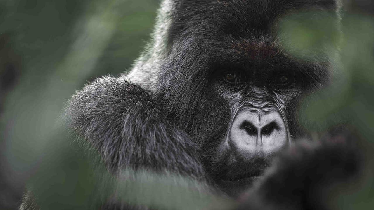 Mountain Gorilla at Wilderness Bisate Rwanda