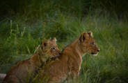 Lion cubs of Mombo Mathata Pride at Wilderness Mombo Botswana