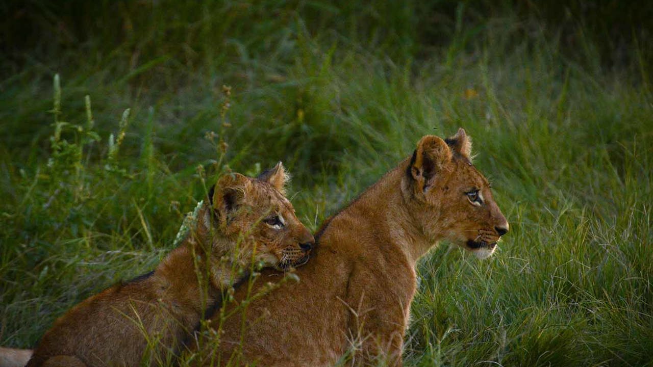 Lion cubs of Mombo Mathata Pride at Wilderness Mombo Botswana