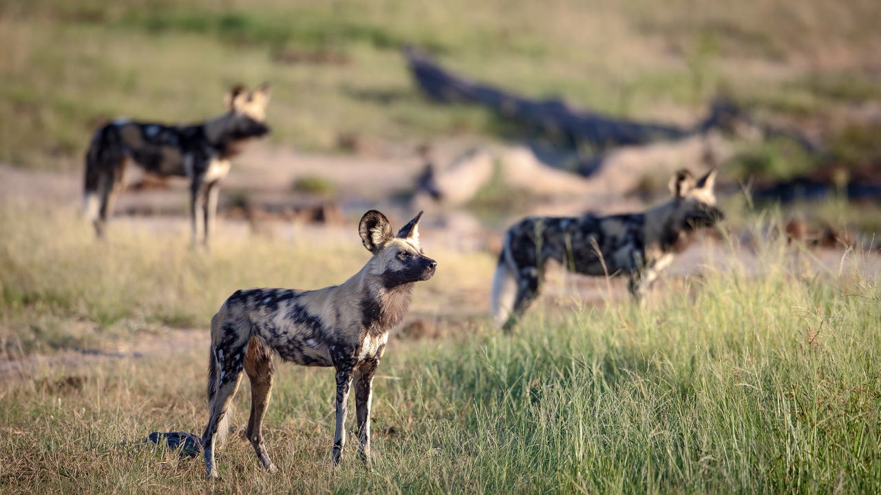 Wild Dogs On The Move 4