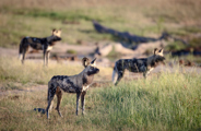 Wild Dogs On The Move 4