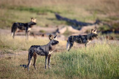 Wild Dogs On The Move 4