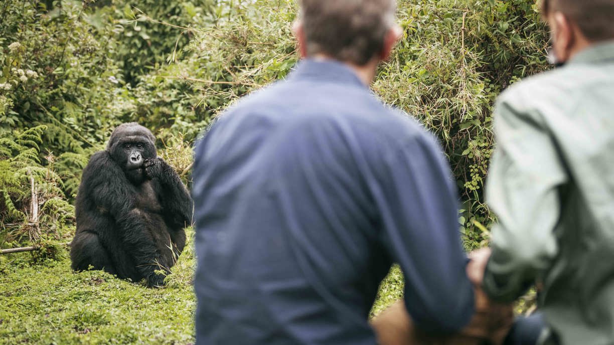 Wilderness Experiences Gorilla Trekking Rwanda