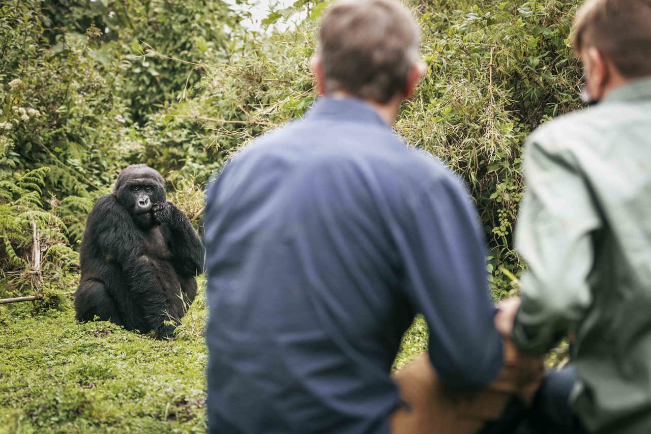 Wilderness Experiences Gorilla Trekking Rwanda
