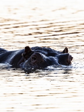 Wilderness Linkwasha Zimbabwe Wildlife Hippo