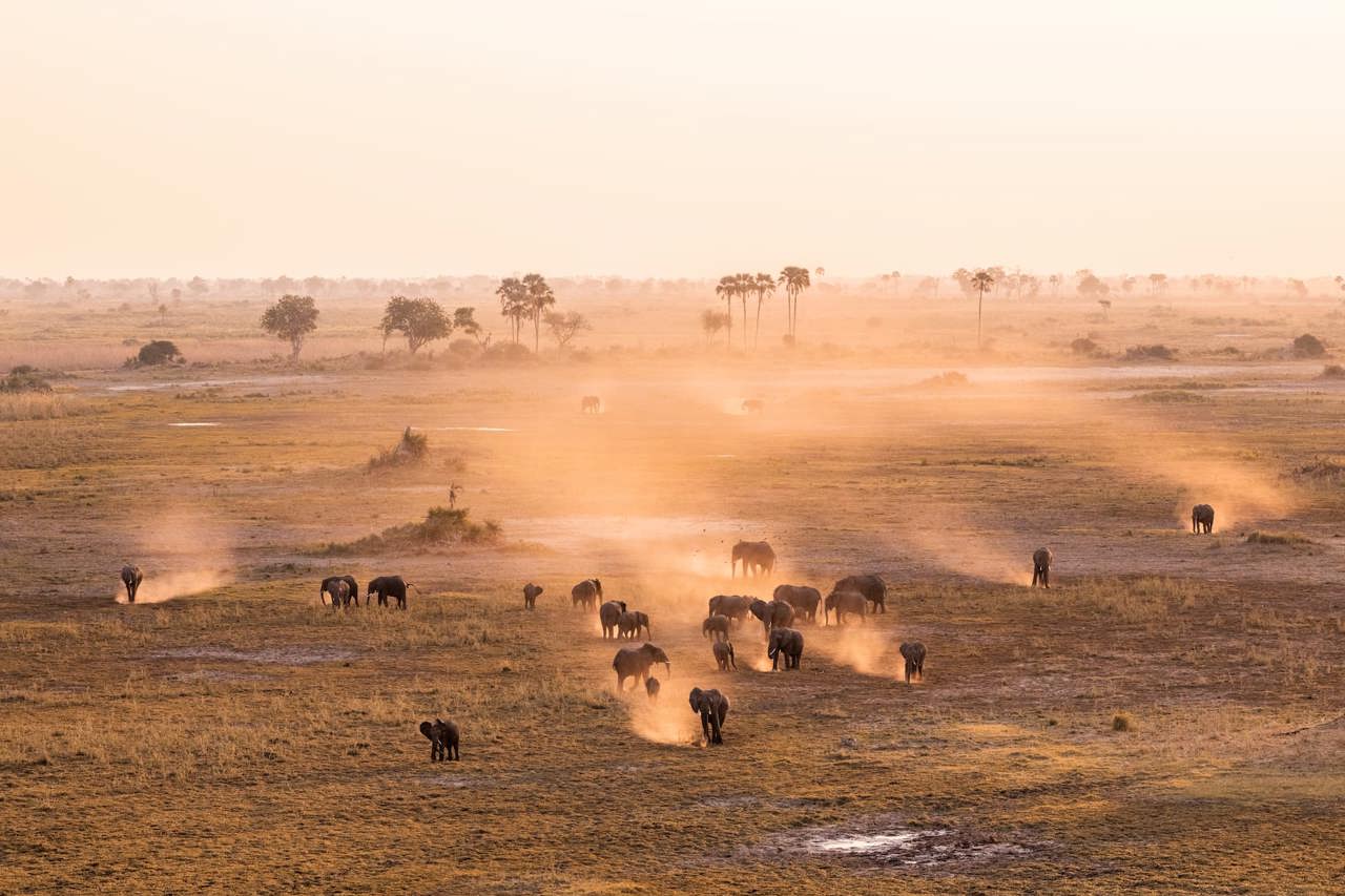 Elephants roam the vast floodplains at Wilderness Mombo