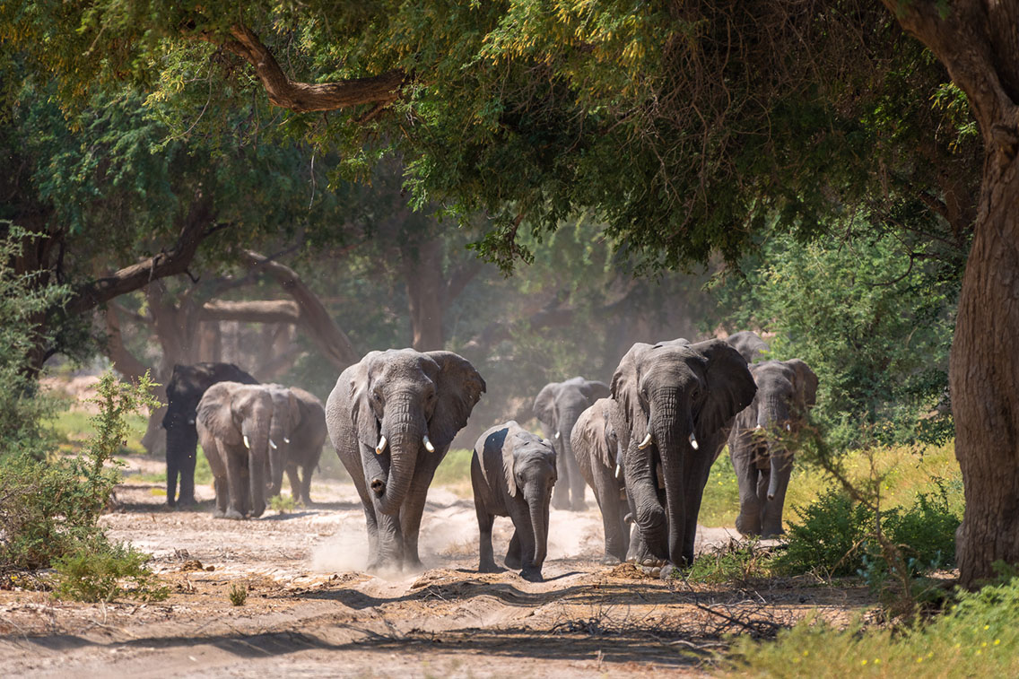 Wilderness Namibia Wildlife Elephant