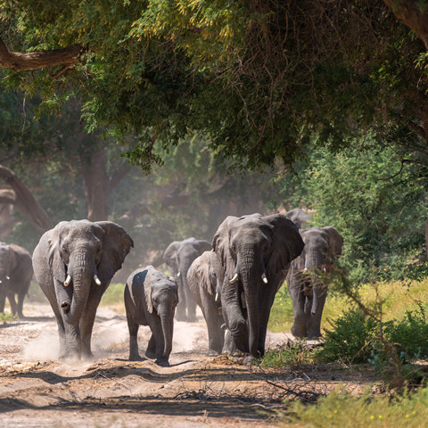 Wilderness Namibia Wildlife Elephant