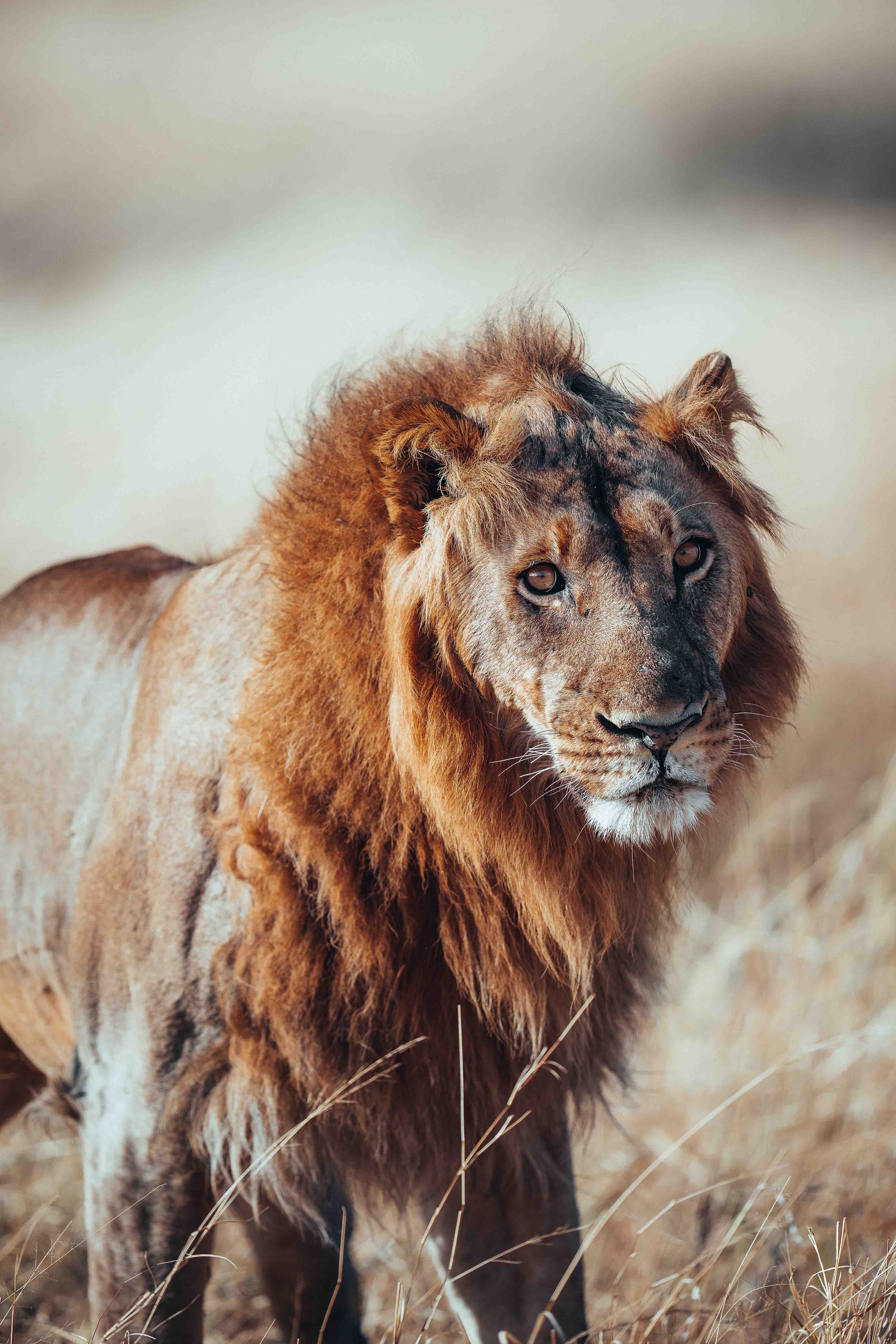 Wilderness Little Makalolo Zimbabwe Wildlife Lion