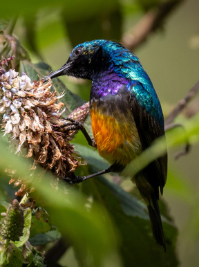 Regal Sunbird seen perched on a flower near Wilderness Bisate in Rwanda