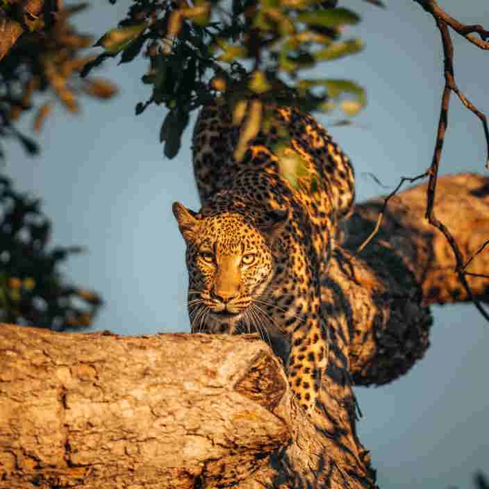 Chitabe leopard hiding in a tree Okavango Botswana