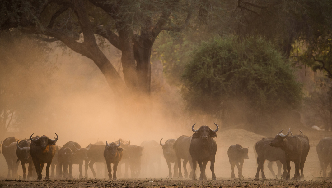 Buffalo herd at sunset in Zimbabwe wilderness safari