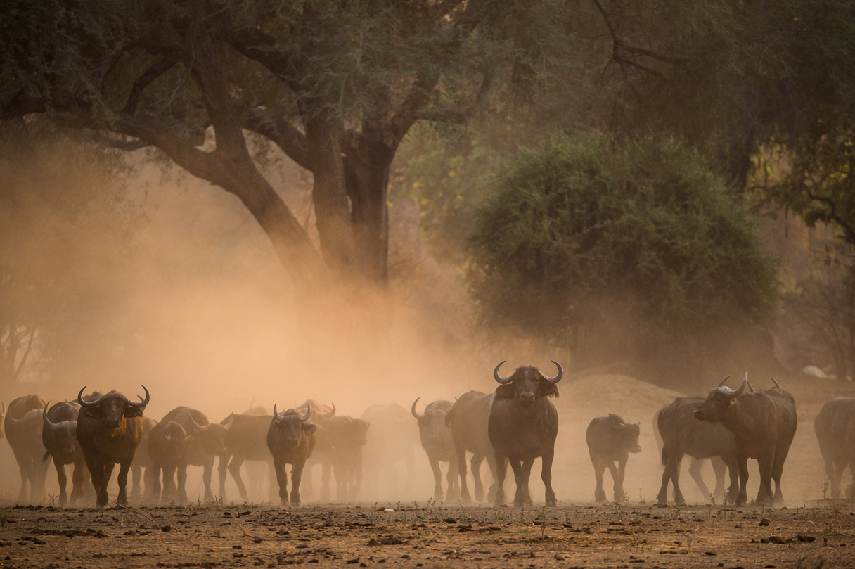 Buffalo herd at sunset in Zimbabwe wilderness safari