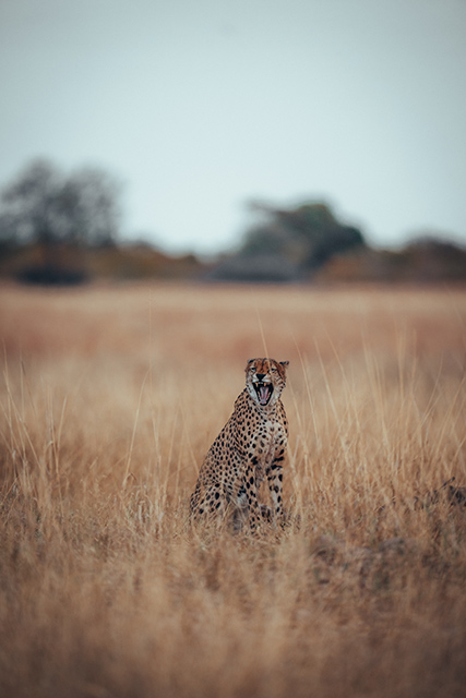 Wilderness Zimbabwe Wildlife Cheetah