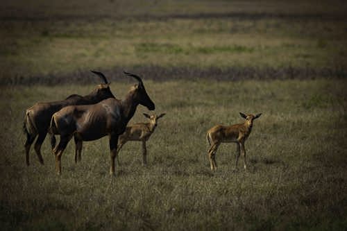 Wilderness Magashi Rwanda Akagera Topi and baby