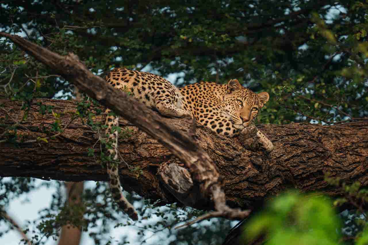 Leopard in a tree Chitabe Okavango Botswana