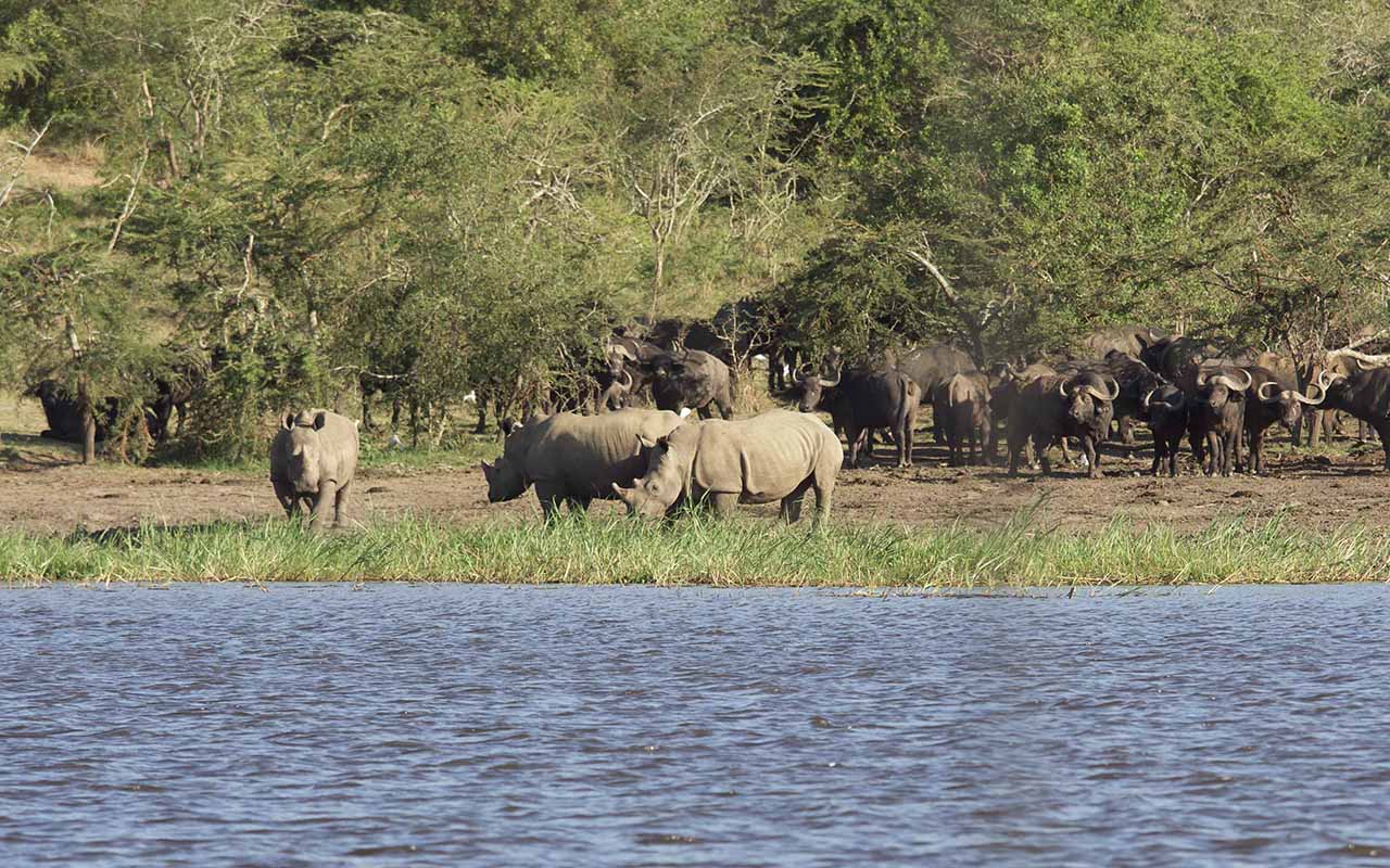 Group of rhinos gathered near the water at Wilderness Magashi