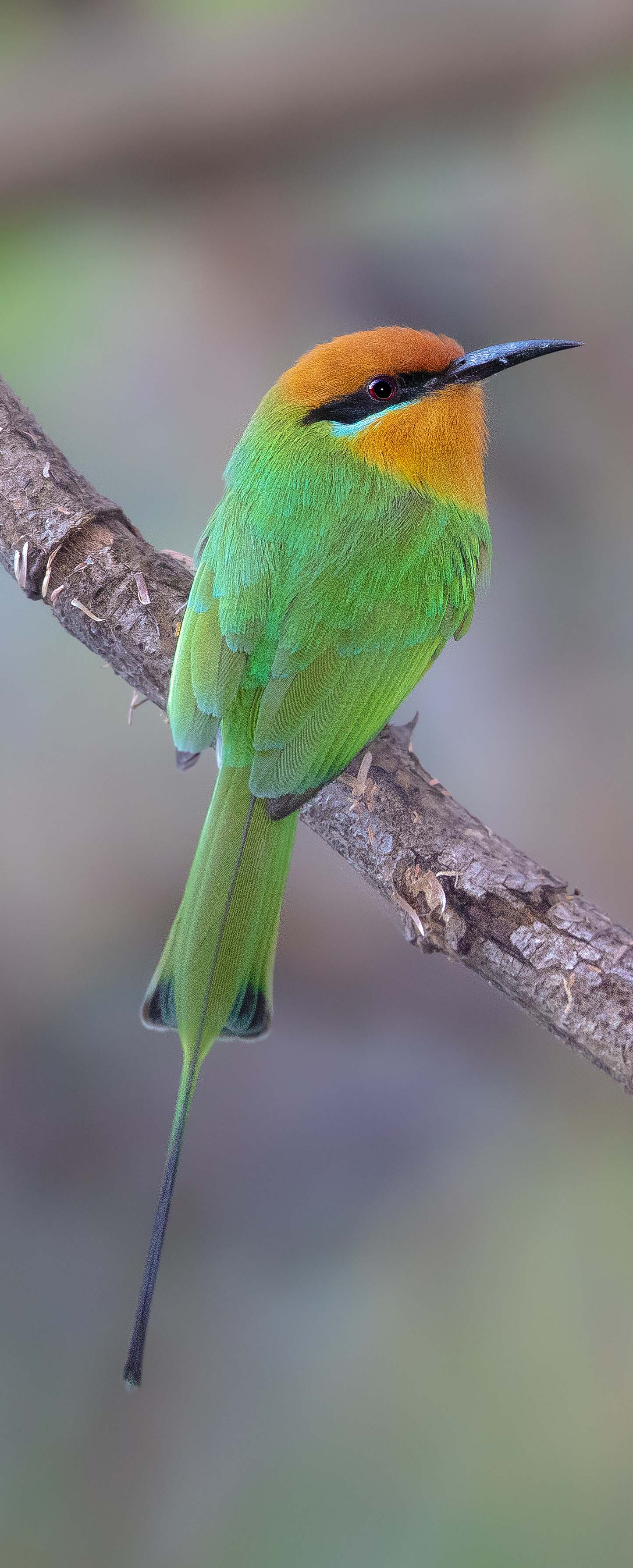 Wilderness Shumba Zambia Wildlife Bee Eater