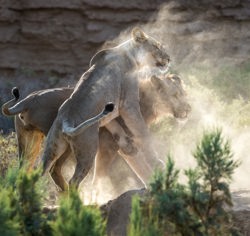 Wilderness Family Trust